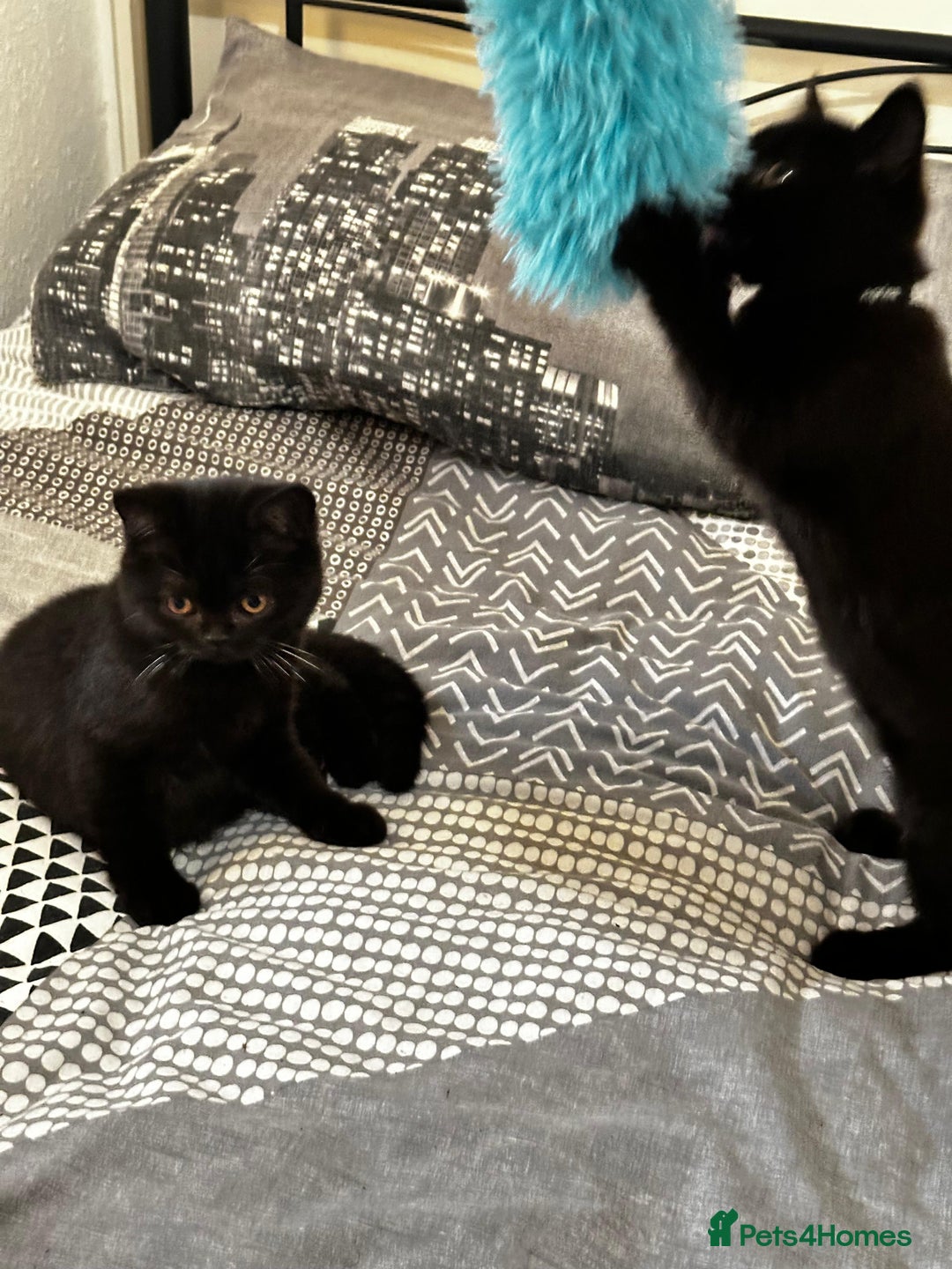 British Shorthair cats for sale: GCCF Black British Shorthair Kittens - Advert 6