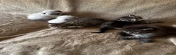 Scottish Fold cats for sale: ✨Adorable Scottish Fold Kittens 🐾 - Advert 7
