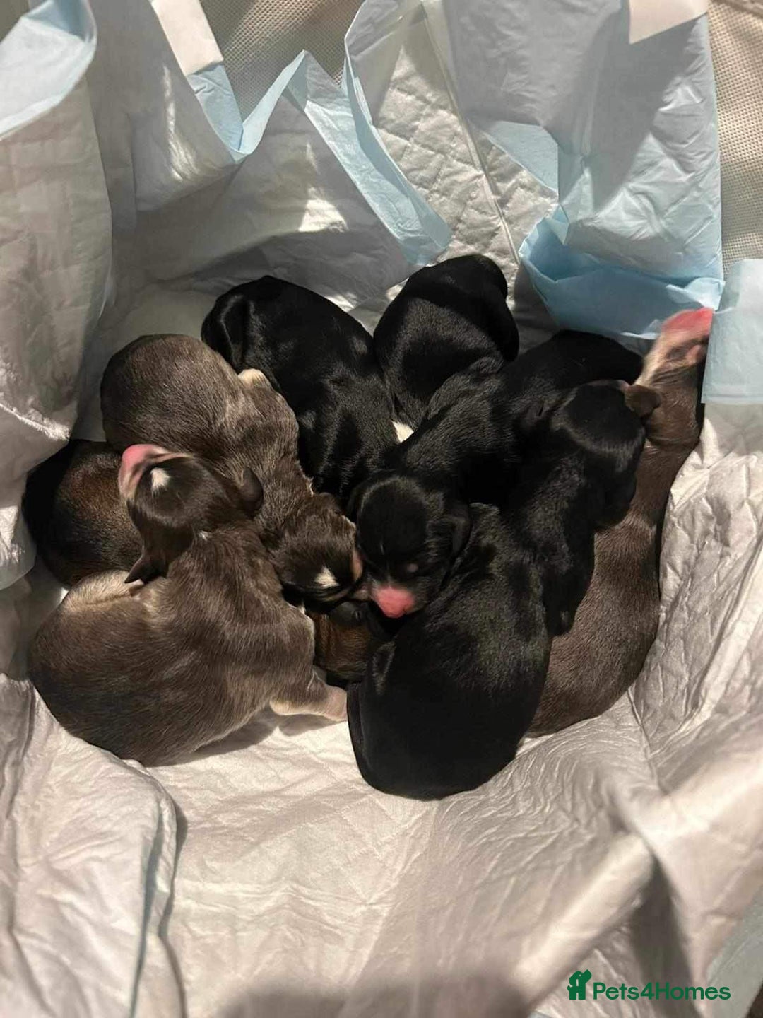 Saluki dogs for stud: KC Registered Saluki Stud in Liskeard - Advert 15