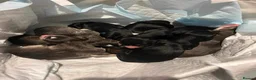 Saluki dogs for stud: KC Registered Saluki Stud - Advert 15