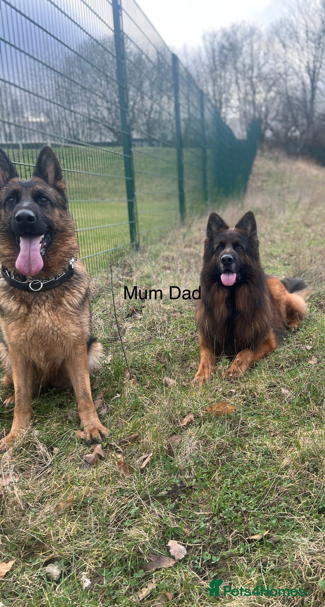 German Shepherd dogs for sale: German Shepherd Puppies  - Image 5