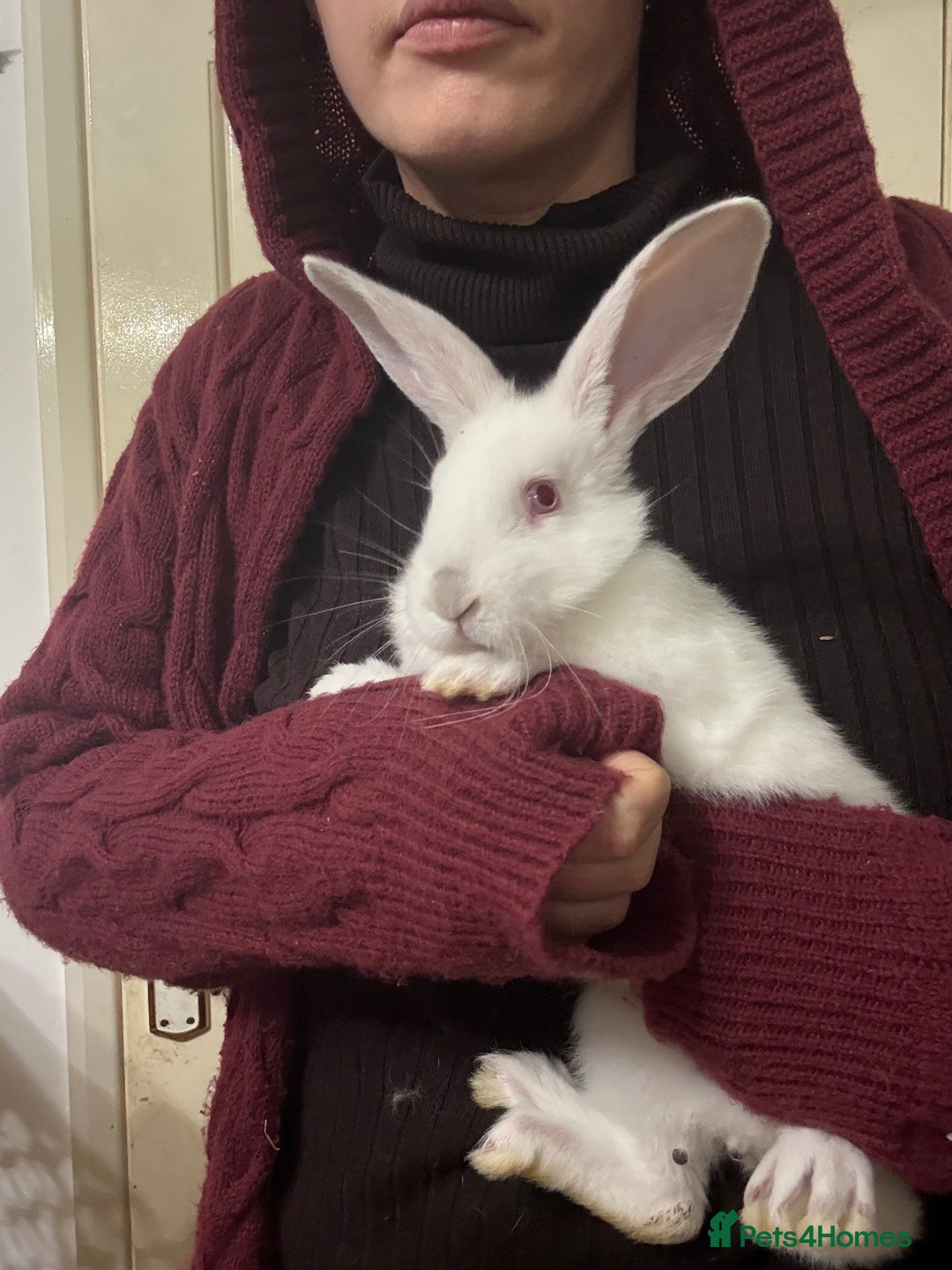 New Zealand rabbits for sale: New Zealand kits ready - Advert 1