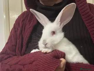 New Zealand rabbits New Zealand kits ready - Advert 3