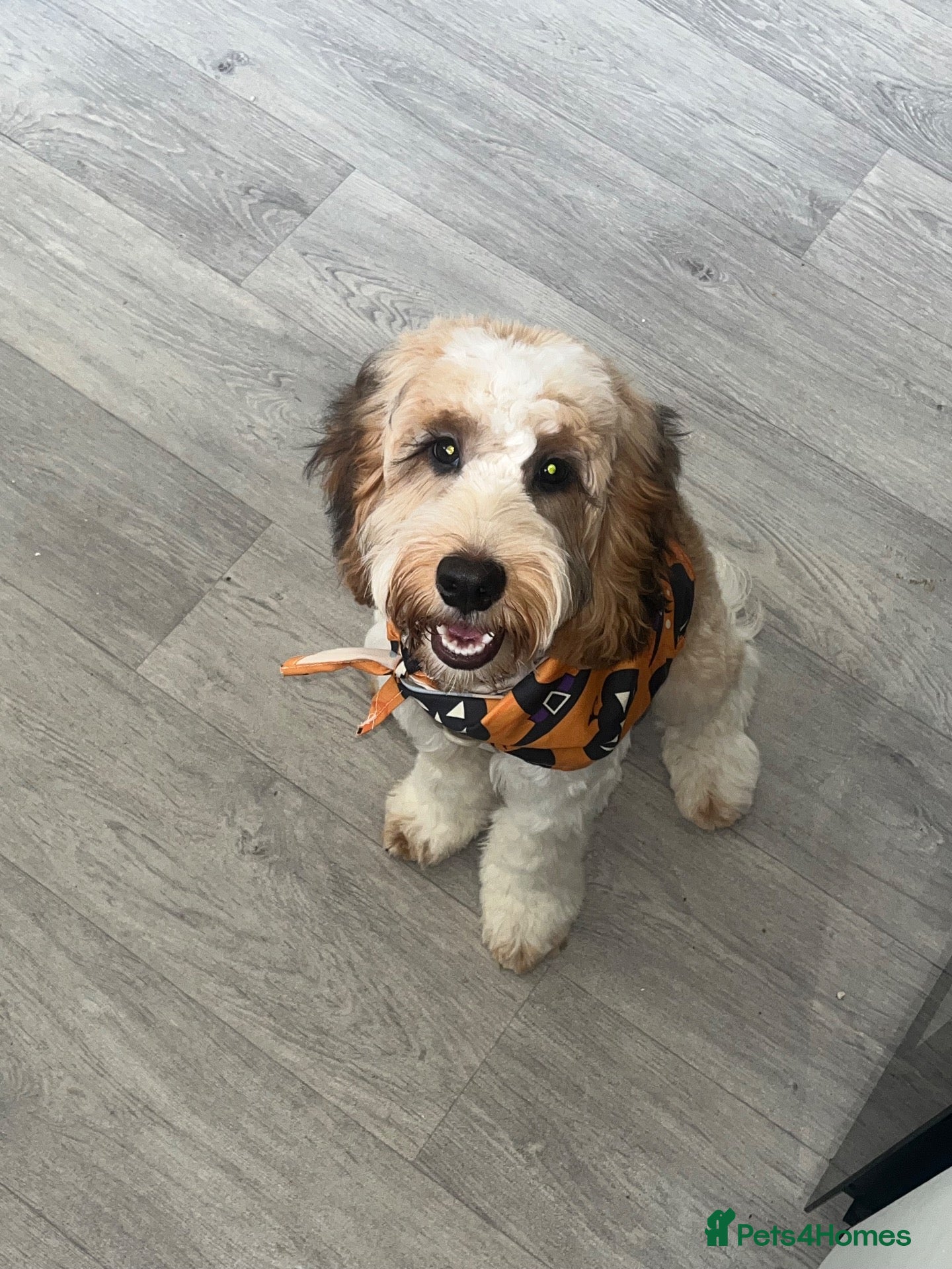 Cockapoo dogs 1 year old cockapoo - Advert 1