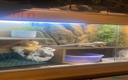 Bearded Dragon reptiles for sale: Bearded dragon + full set up  - Image 2
