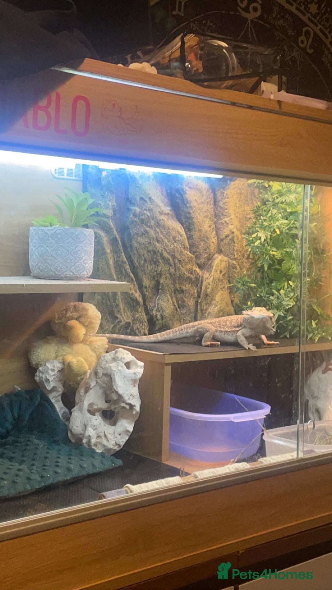 Bearded Dragon reptiles for sale: Bearded dragon + full set up  - Image 2