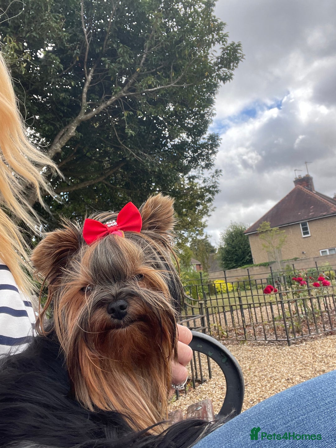 Yorkshire Terrier dogs for sale: Absolutely adorable mini yorkie puppies  - Image 20