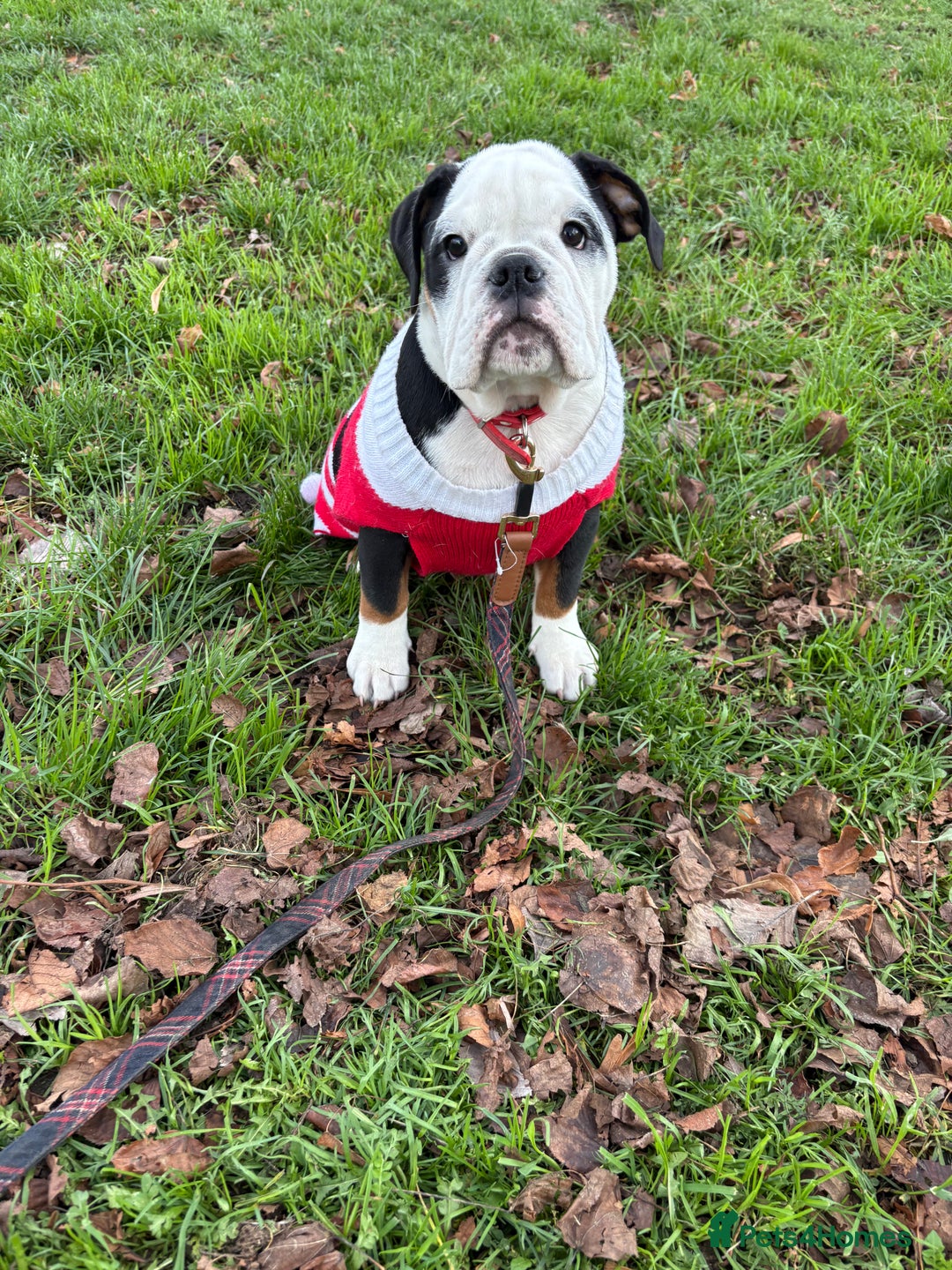 English Bulldog dogs for sale: Gorgeous English bulldog puppies NEBBR REGISTERD - Advert 20