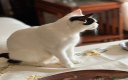 Domestic Shorthair cats for sale: 5 adorable mixed kittens, Russian Blue & Shorthair - Advert 7