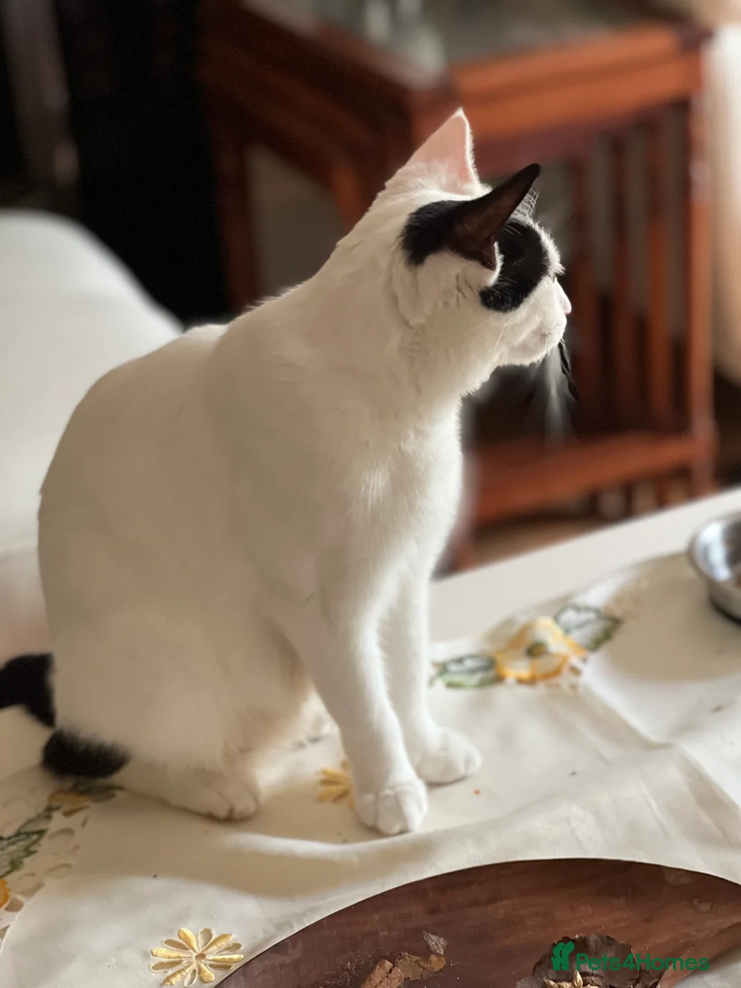 Domestic Shorthair cats for sale: Adorable Russian Blue & Domestic Shorthair - Advert 9