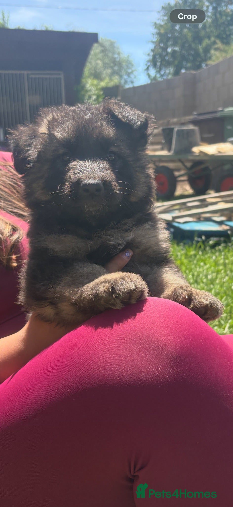 German Shepherd dogs Beautiful German Shepherd puppies for sale - Advert 2