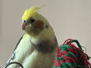 Cockatiels birds - Advert 3