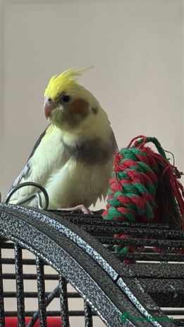 Cockatiels birds - Advert 2