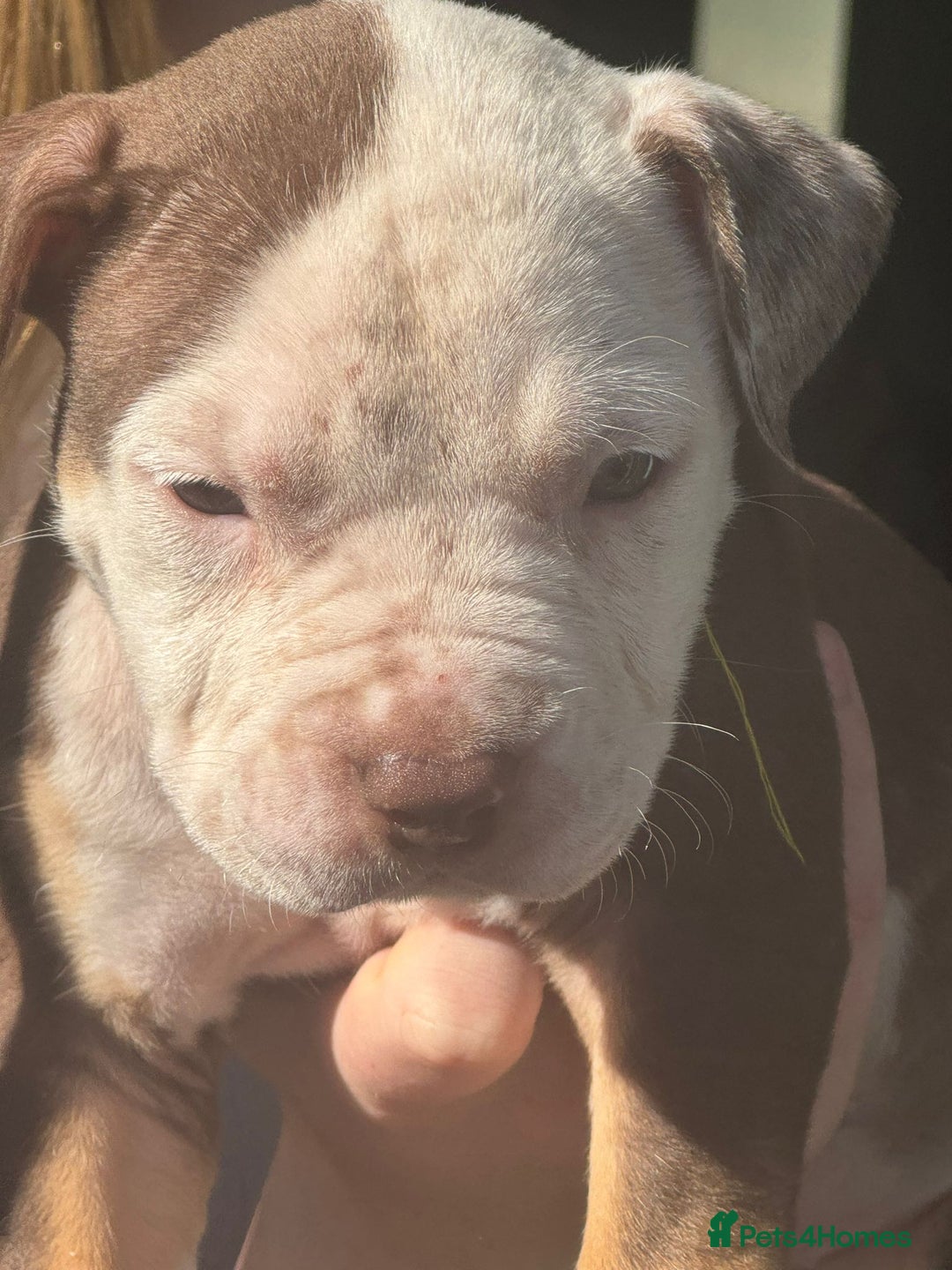 American Bulldog dogs for sale: 11 beautiful American bulldogs puppies. - Image 10