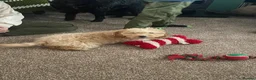 Cockapoo dogs for sale: 7 month old Apricot Cockapoo in Redcar - Advert 5