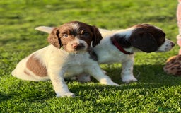 English Springer Spaniel dogs for sale: KC Registered Working Springer Spaniels  - Image 2