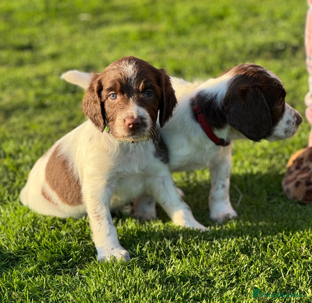 English Springer Spaniel dogs for sale: KC Registered Working Springer Spaniels  - Image 2
