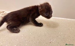 Savannah cats for sale: Stunning F3 Savannahs - Image 12