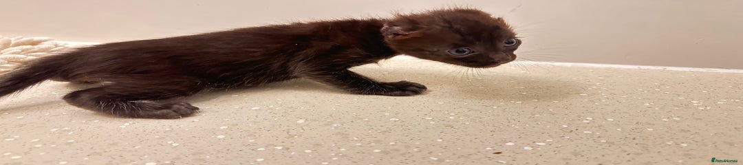 Savannah Kitten 2