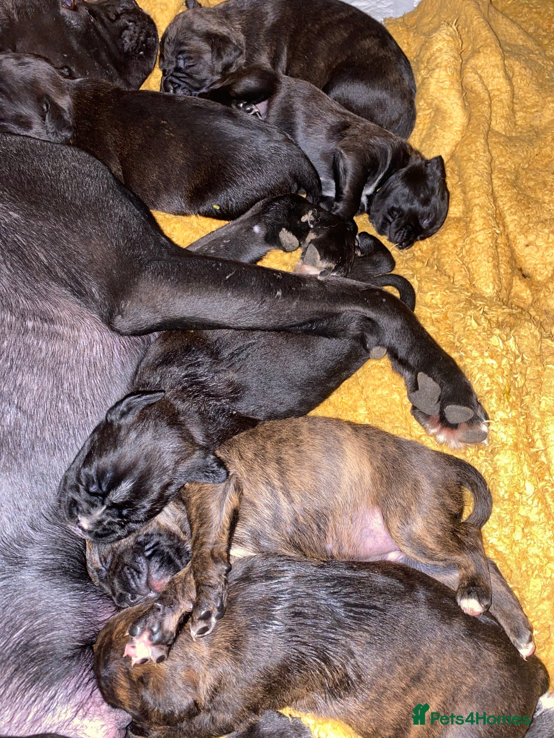 Mixed Breed dogs for sale: 🤩 mum kc boxer dad mini boxer 5 pups rare 🤩 - Advert 17