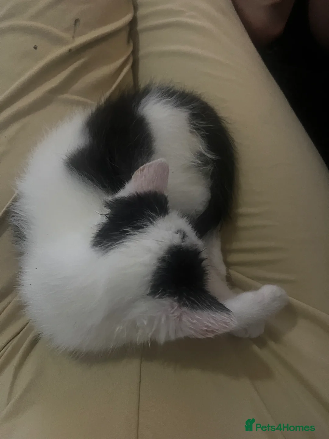 British Shorthair cats for sale: 9 week old male kitten for sale  in Slough - Advert 2