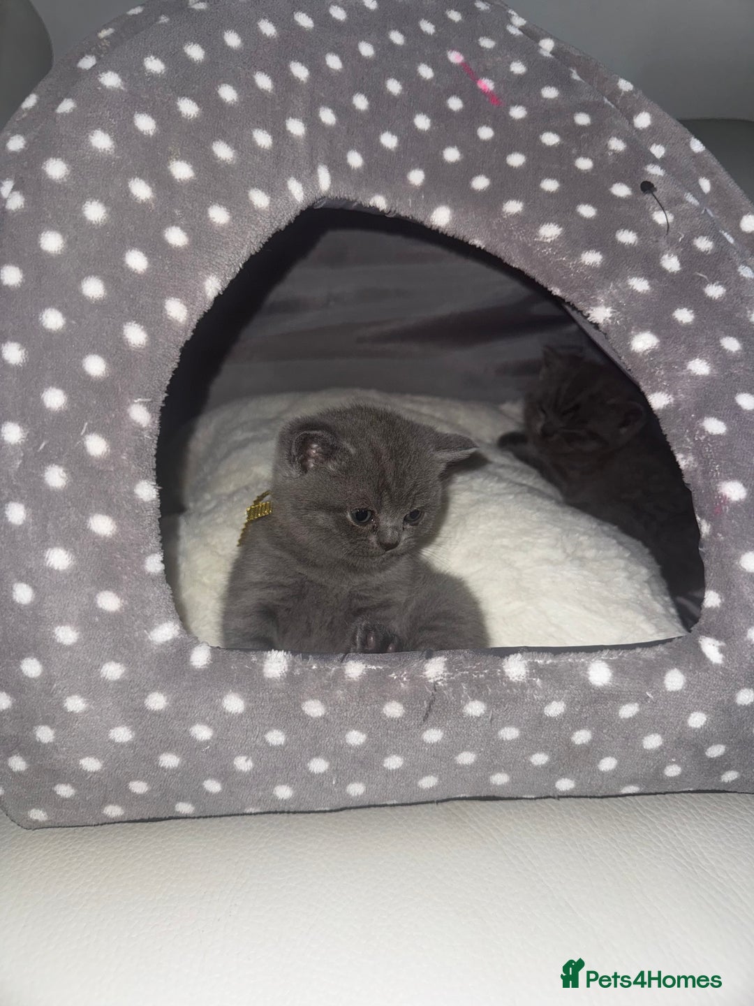 British Shorthair cats for sale: British short hair kittens - Advert 11