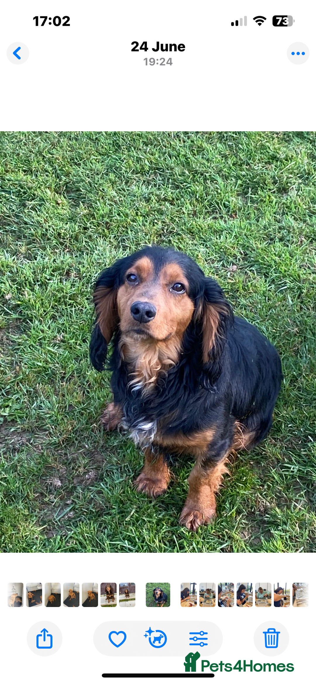 Cocker Spaniel dogs for sale: Stunning litter of Cocker Spaniel boys - Advert 3