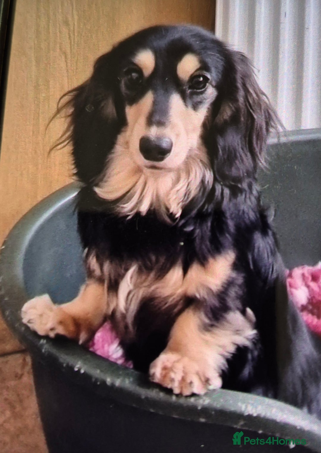 Miniature Dachshund dogs for sale: Long Hair Miniature Dachshund Puppies.  - Advert 6