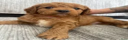 Cockapoo dogs for sale: Cockapoo puppies - Advert 18
