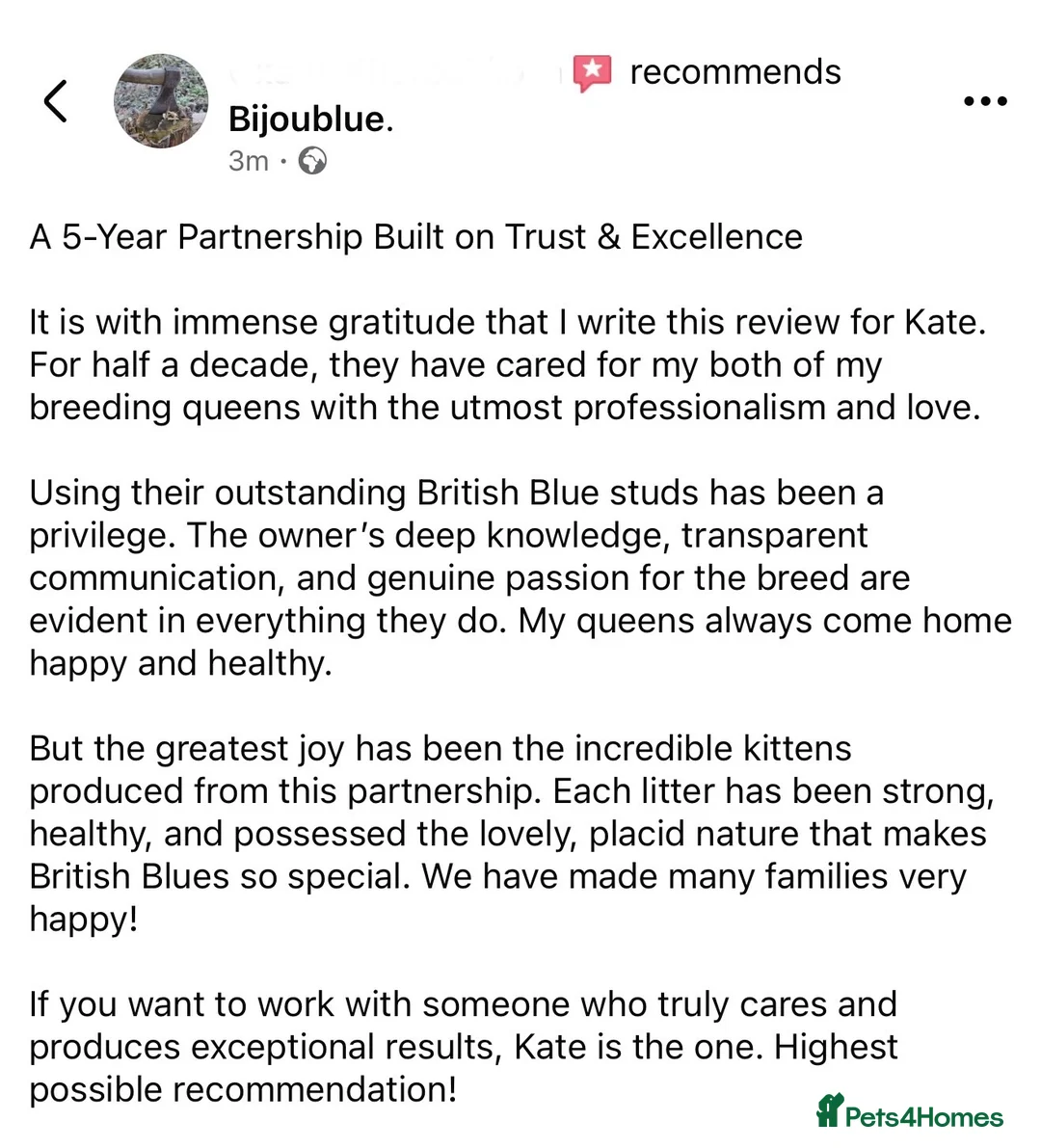 British Shorthair cats for stud: ⭐️ Two Imported Powerhouse Studs ⭐️ in London - Advert 26