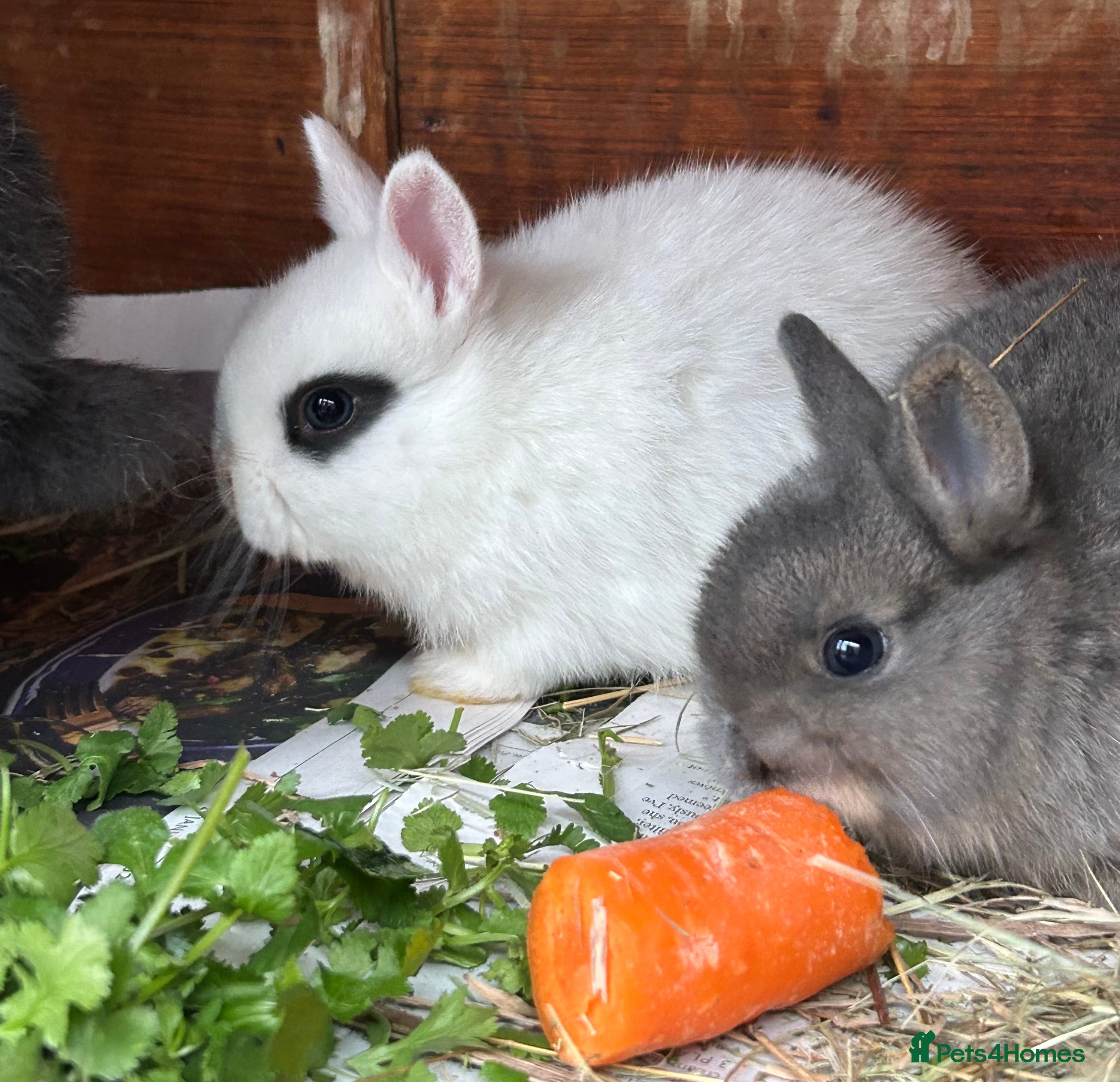 Netherland Dwarf rabbits Beautiful Netherland Dwarf & Mini lop bunnies  - Advert 6