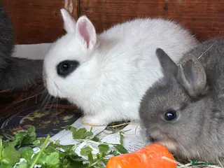 Netherland Dwarf rabbits Beautiful Netherland Dwarf & Mini lop bunnies - Advert 6