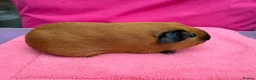 Guinea Pig rodents for sale: Californian & Himalayan - Boars & Sows - Advert 7