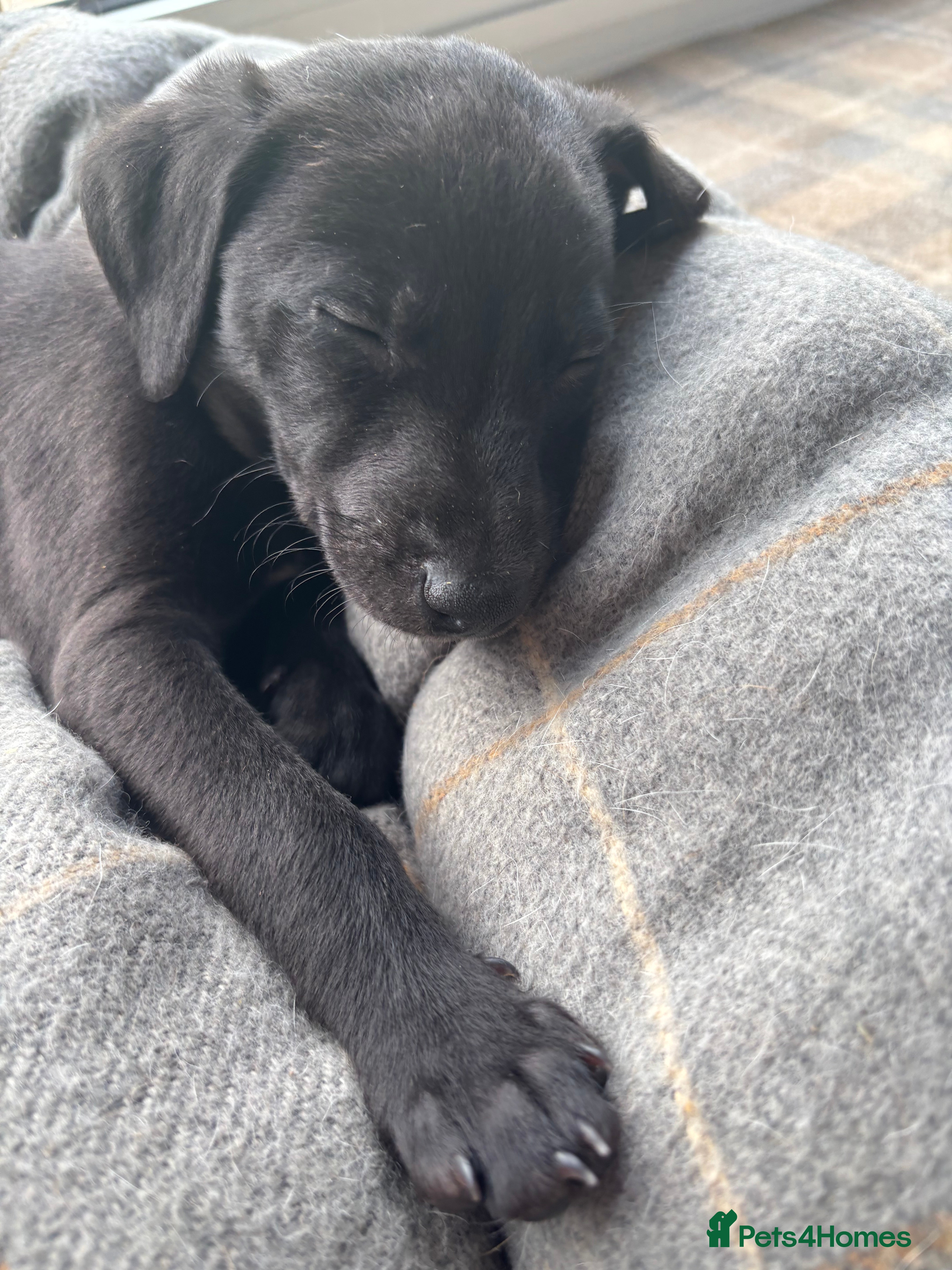 Mixed Breed dogs 3/4 whippet 1/4 Bedlington puppies  - Advert 1