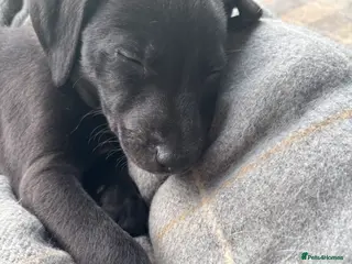 Mixed Breed dogs 3/4 whippet 1/4 Bedlington puppies - Advert 1