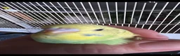 Budgerigars birds for sale: 2 Hand tame babies  - Advert 4