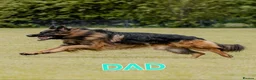 German Shepherd dogs for sale: KC Register German Shepherd puppies  in London - Advert 6