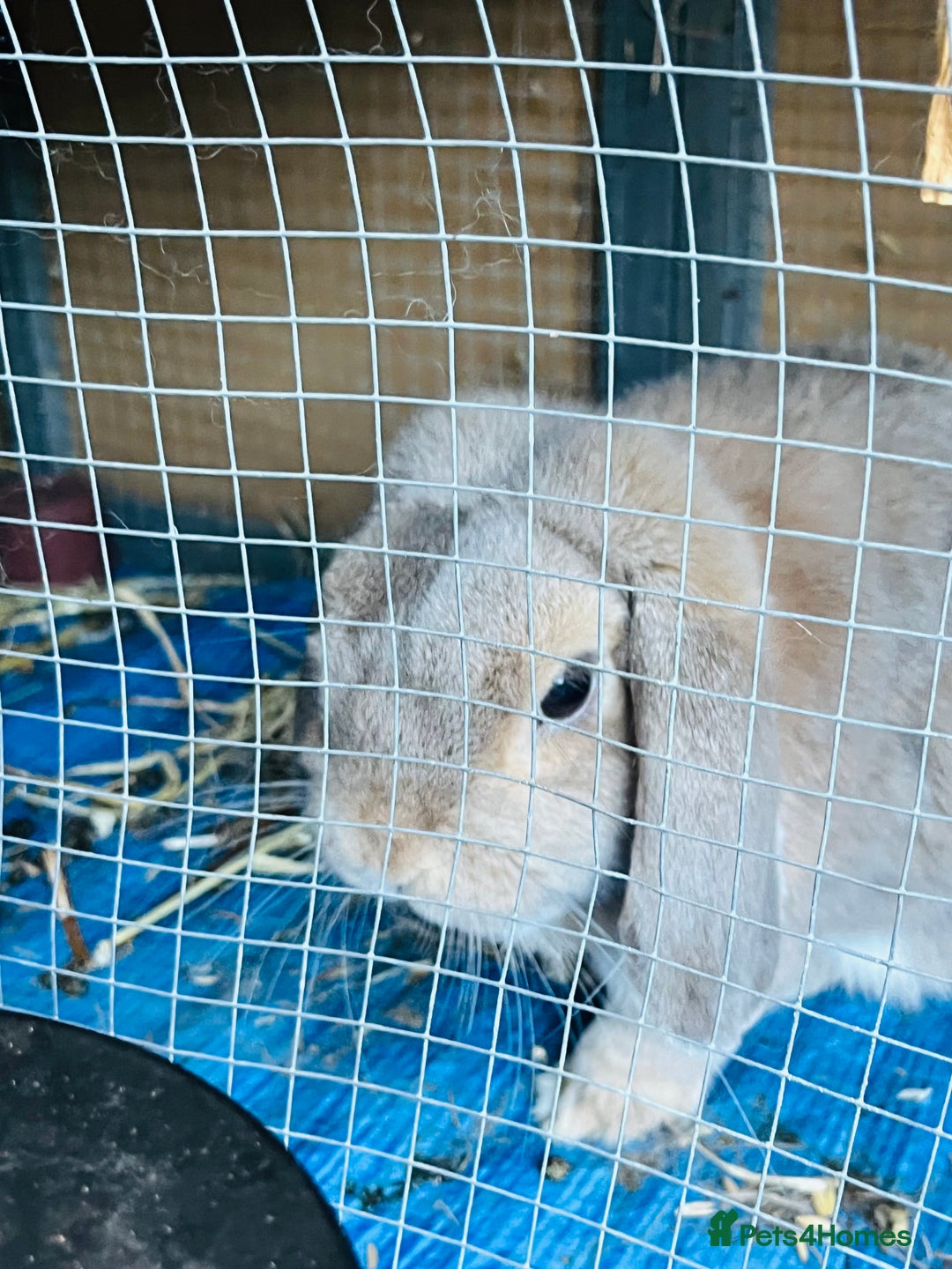 Mini Lop rabbits for sale: Long hair fluffy rabbit - Image 3