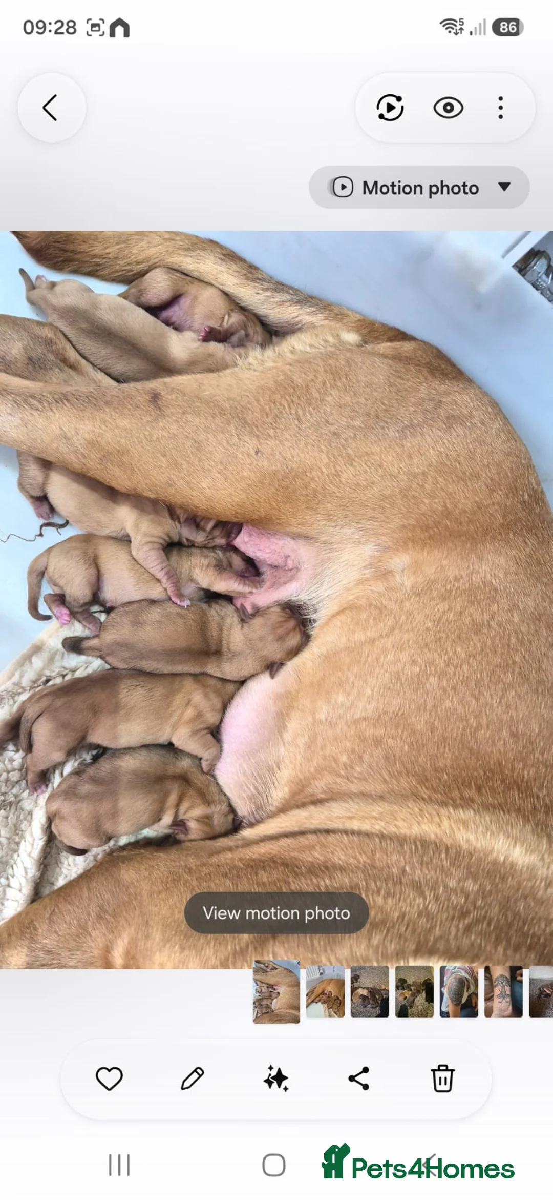 Dogue De Bordeaux dogs for sale: Dogue de bordeaux - Advert 11