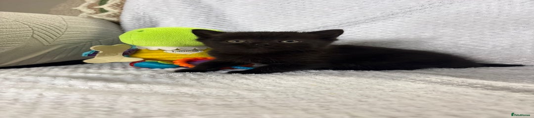 Black/ Chocolate boy