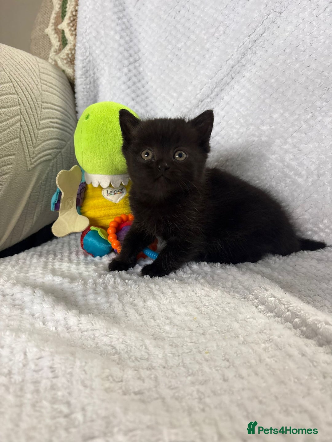 British Shorthair cats for sale: Beautiful British shorthair x kittens - Image 25