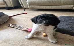 Sproodle dogs for sale: Beautiful litter of F2 Sproodles  - Image 3