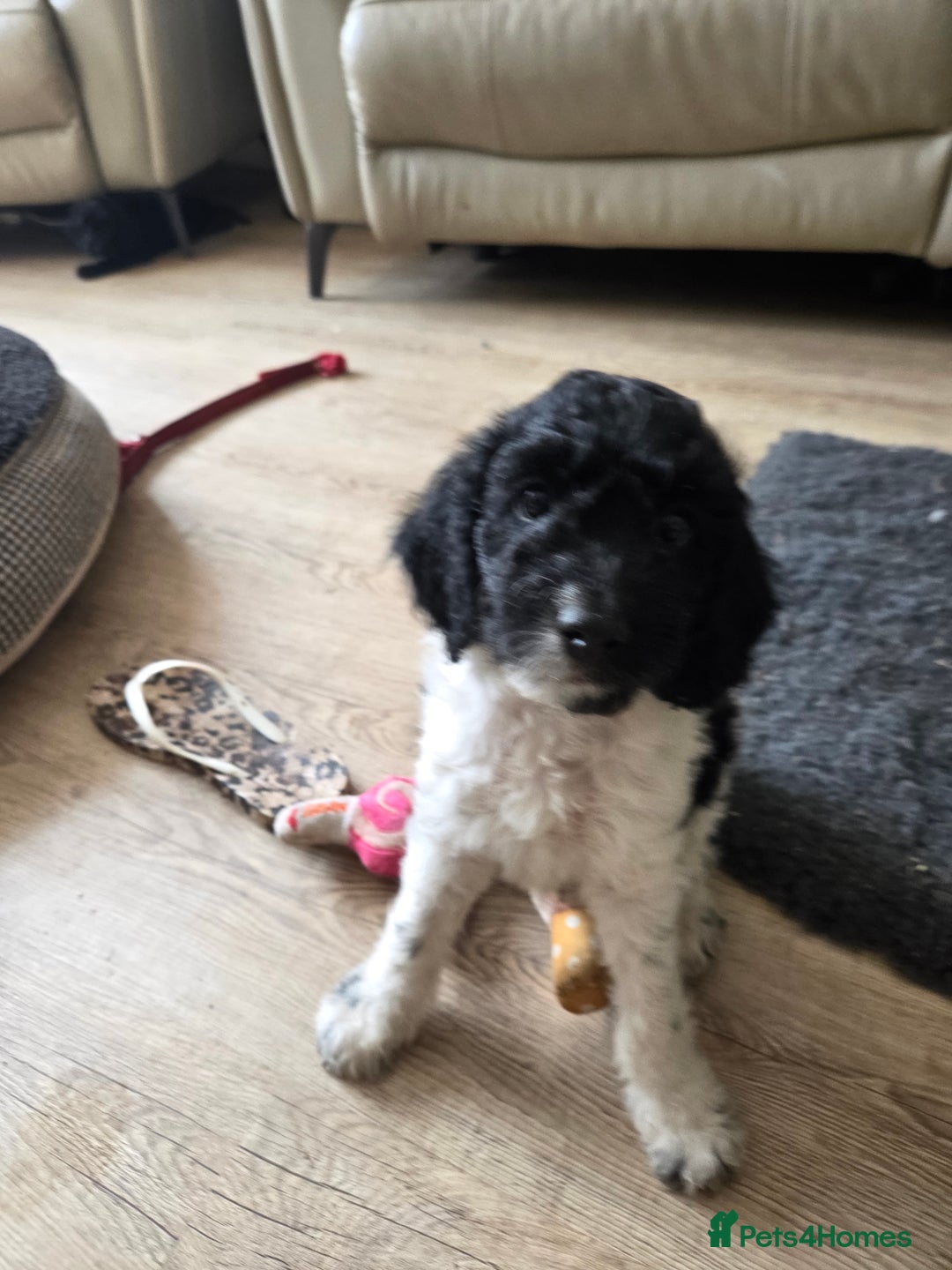 Sproodle dogs for sale: Beautiful litter of F2 Sproodles  - Image 3
