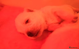 West Highland Terrier dogs for sale: Gorgeous KC registered Westie pups - Image 20