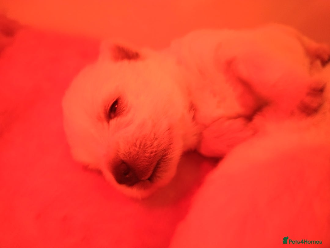 West Highland Terrier dogs for sale: Gorgeous KC registered Westie pups - Image 20