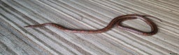 Corn Snake reptiles for sale: Lovely Corn Snake with Vivarium & furnishings - Advert 3