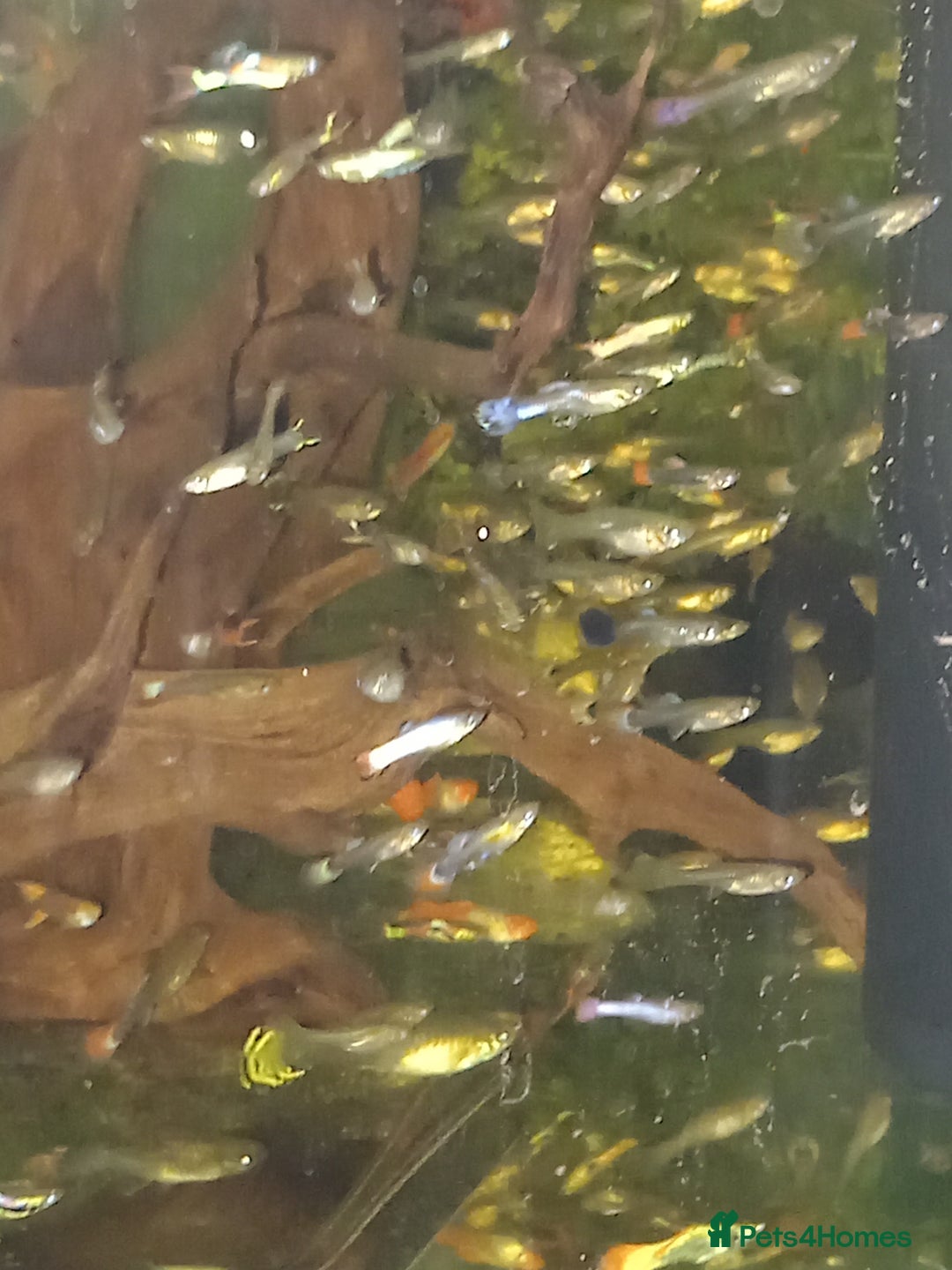 Plecos fish for sale: Bristlenose & Green Phantom plec, shrimps, Guppies - Image 6