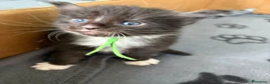 Green collar