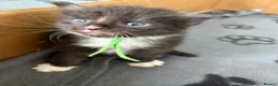 Maine Coon cats for sale: Reg. Maine Coon kittens from HEALTH TESTED PARENTS - Advert 4