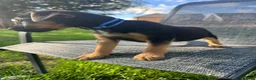 Mixed Breed dogs for sale: Border terrier x Jack Russell terrier puppies 🏡 - Advert 17